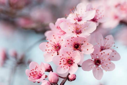 Close-up photo of beautiful blooming tree with pink flowers at spring, springtime.