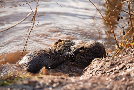 Nutria, coypu herbivorous, semiaquatic rodent member of the family Myocastoridae on the riverbed, baby animals, habintant wetlands, river rat