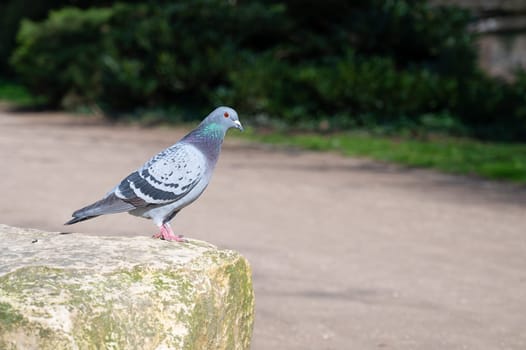 Feral Pigeon sitting on a stone in a city park, wild bird in nature