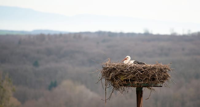 Stork flying to the nest with branches, bird migration in Alsace, Oberbronn France, breeding in spring