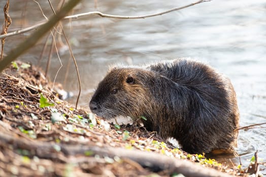 Nutria, coypu herbivorous, semiaquatic rodent member of the family Myocastoridae on the riverbed, baby animals, habintant wetlands, river rat