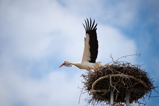 Stork flying to the nest with branches, bird migration in Alsace, Oberbronn France, breeding in spring