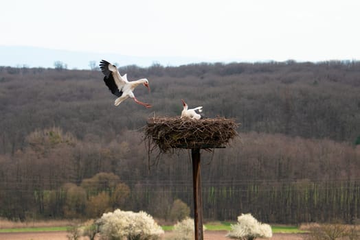 Stork flying to the nest with branches, bird migration in Alsace, Oberbronn France, breeding in spring
