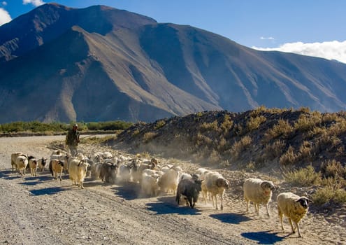 Tibet - Shepherd with his herd of sheep and goats near Tsetang high on the Tibetan Plateau.