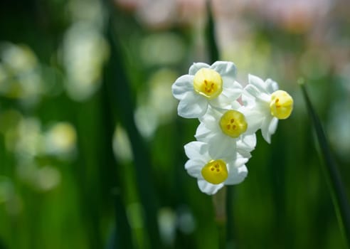 Spring blossoming white narcissus daffodil flower with green leaves background in flowerbed
