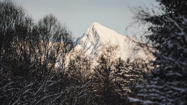 Mount Krivan peak - Slovak symbol - covered with snow on sunny day, blurred tree branches foreground