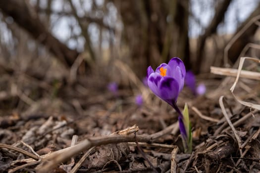 Wild purple and yellow iris - Crocus heuffelianus discolor -  flower growing in shade, dry grass and leaves around