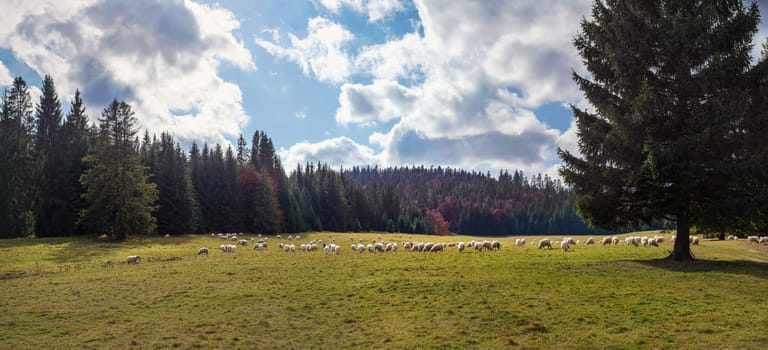 Autumn forest meadow, with grazing sheep herd in distance, coniferous trees background - typical Slovak landscape of Liptov region