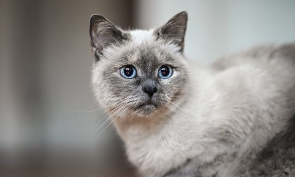 Older gray cat with piercing blue eyes, closeup detail