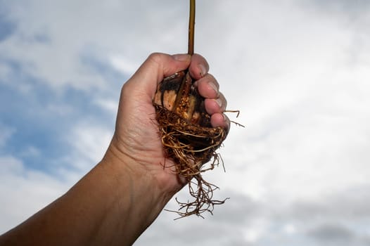 A human hand holds an avocado (Persea americana) pit with roots against an overcast sky