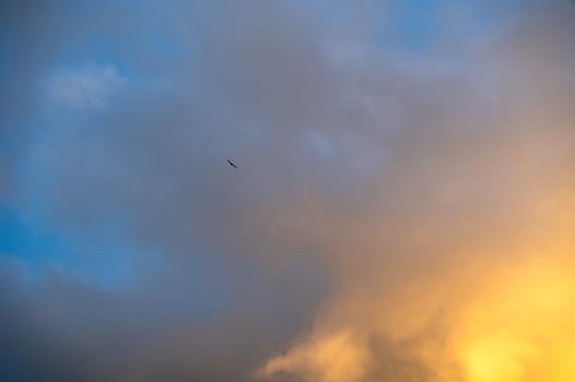 A bird and cloud in the sky in the evening sun