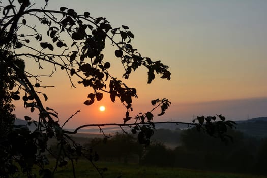 Sunrise in nature on a foggy morning, with a tree in the foreground