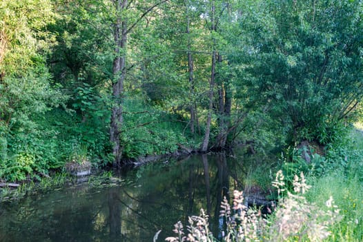 Bank of a stream in green nature