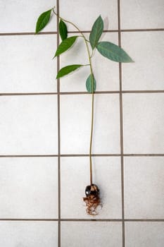 Avocado (Persea americana) core with roots and green leaves lies on white tiles on the terrace