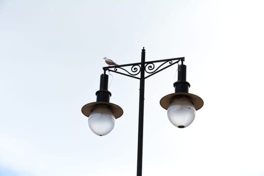 A seagull sits on an old street lamp under an overcast sky,A seagull sits on an old street lamp under an overcast sky