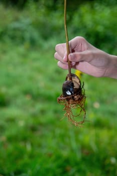 A human hand holds an avocado (Persea americana) pit with roots in front of green nature