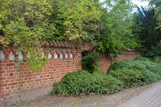 Old wall overgrown with many green plants, in the historic Hanseatic city of Wismar, on the Baltic Sea coast of Mecklenburg-Western Pomerania in Germany