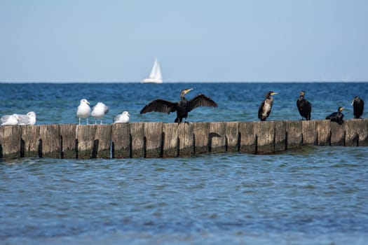Cormorants ( Phalacrocoracidae ) and seagulls sit on wooden breakwaters, in the background a sailing ship, on the Baltic Sea coast on the island of Poel near Timmendorf, Germany