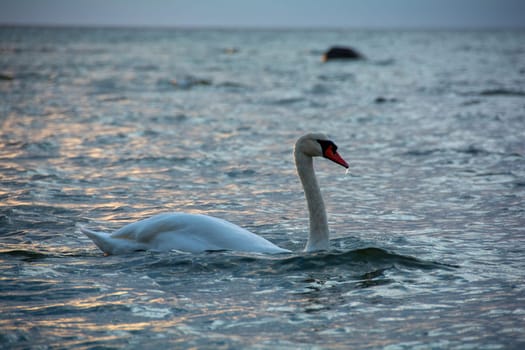 A white swan swims in blue water in a sea