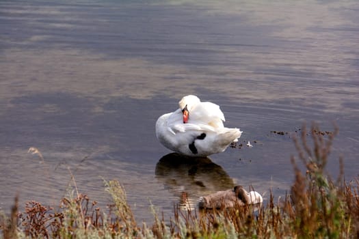 A white swan preens itself, with chicks, in the water of a lake, with grasses in the foreground