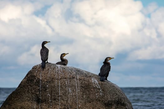Cormorant birds ( Phalacrocoracidae ) sitting on a large stone , with excretions on the stone, on the Baltic Sea coast on the island of Poel near Timmendorf, Germany