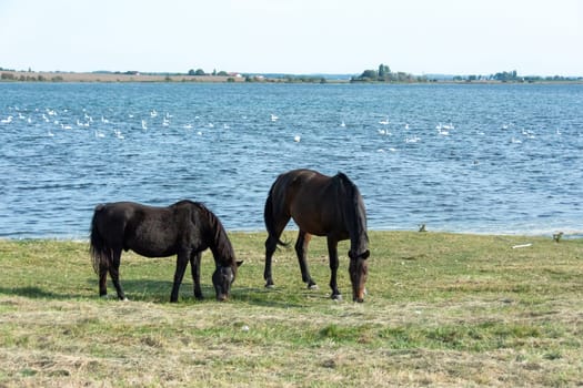Two horses in the pasture on the shore of a lake with many swans in the water, on the island of Poel, Germany