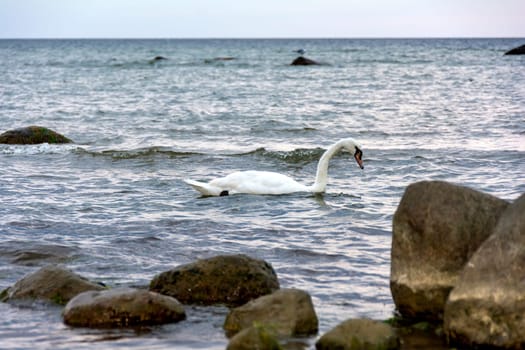 A white swan swims in blue water in a sea