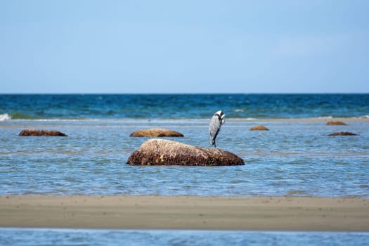 A gray heron (Ardea cinerea) stands with its head tucked in the sea on a large rock, on the island of Poel, Germany