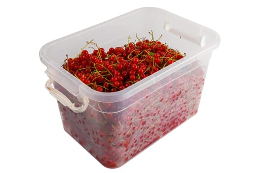 plastic container with red currants isolated on white background.