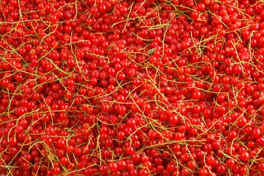 full-frame background and texture of red currants pile in high angle view.