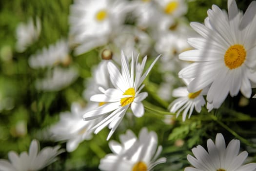 Detail of wild flowers in the field, nature