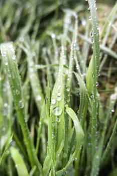 Detail of fresh grass wet by rain in nature