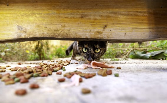 Detail of domestic animals abandoned in the street, animal abuse
