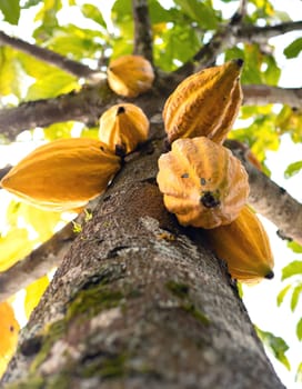Cocoa pods for making chocolate and cocoa.