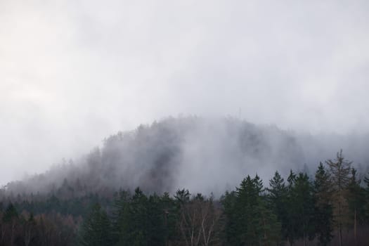 Foggy forest on a mountain in the Elbe Sandstone Mountains. Gloomy atmosphere between fir trees. Landscape from Germany