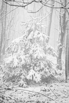 Snow-covered fir tree in a winter forest with snow. Coniferous forest covered in snow and frost. Landscape shot from the forest