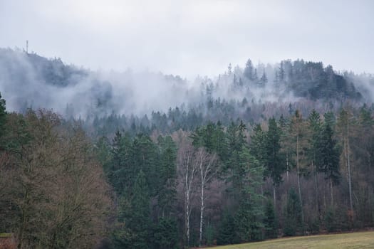 Foggy forest on a mountain in the Elbe Sandstone Mountains. Gloomy atmosphere between fir trees. Landscape from Germany
