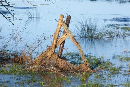 Old fence post on a flooded meadow in winter, Lower Saxony, Germany
