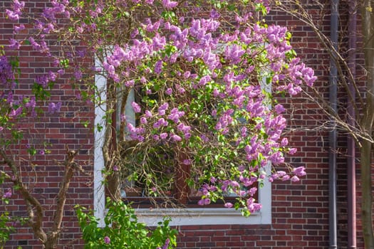 Window on a brick residential building in spring with lilac blossom, Bremen, Germany