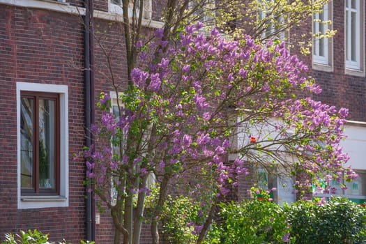 Window on a brick residential building in spring with lilac blossom, Bremen, Germany