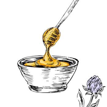 Honey with clover sketch background. Vector illustration can used for wrapping paper, label, poster, cards. Engraved or ink vector honey illustrations.