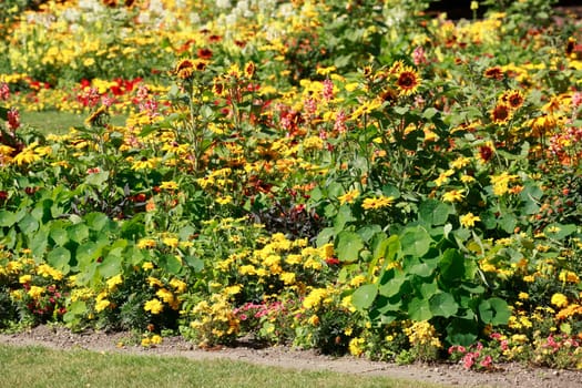 Blooming colorful summer flowers, flower bed, Germany