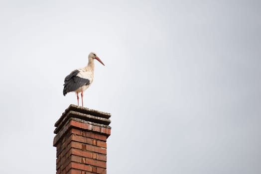 Stork sitting on a chimney, bird migration in Alsace, Oberbronn France, breeding in spring