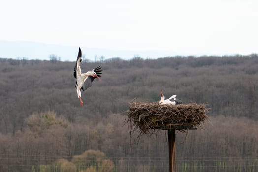 Stork flying to the nest with branches, bird migration in Alsace, Oberbronn France, breeding in spring
