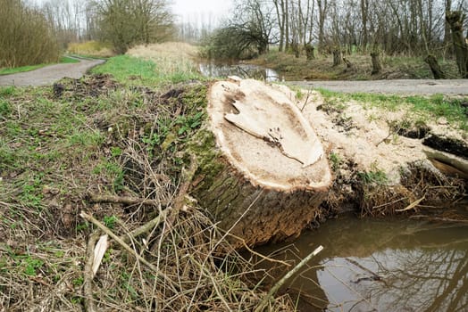 Huge quaking aspen tree was sawed down along a canal