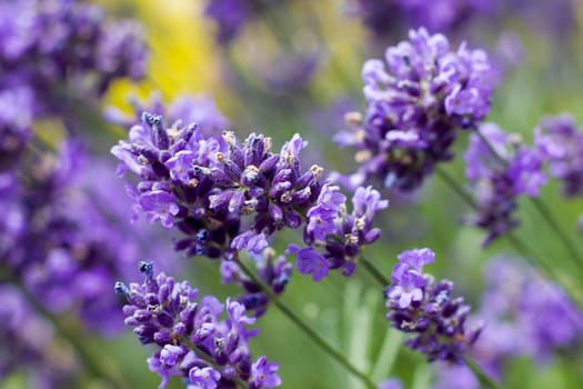 lavender flowers in a garden - soft focus