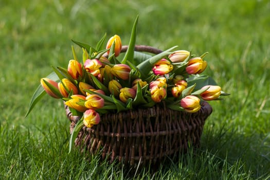 Colorful fresh tulips in wicker basket in the garden