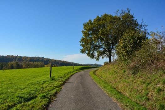 Country road between green meadows and a tree with blue sky