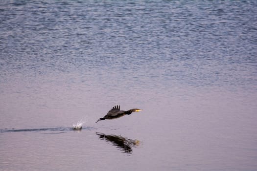A cormorant (Phalacrocoracidae) flies close over the water