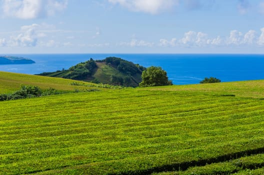Tea plantation rows of Gorreana tea factory Cha Gorreana. The oldest, and only, tea plantation in Europe, Sao Miguel island, Azores, Portugal